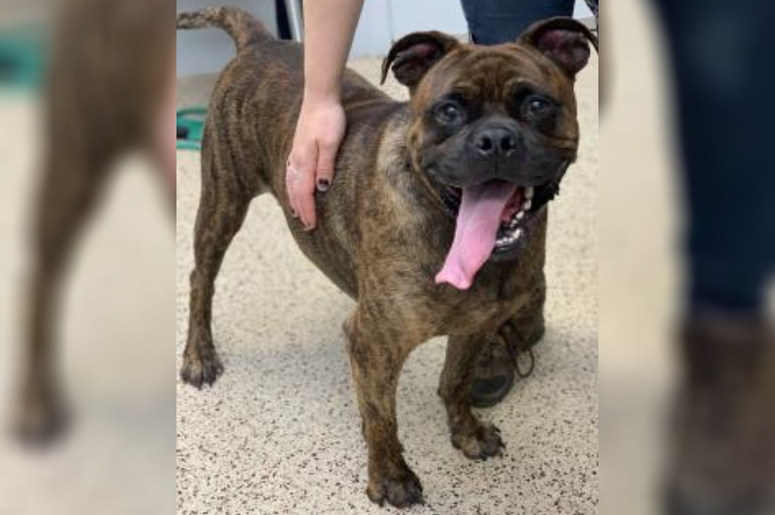 PSPCA Pet of the Week with Bennett: Egor PSPCA Pet of the Week with Bennett: Egor