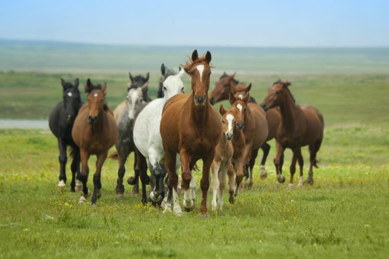 Horses Running Who Hasn't Been On A Lil Nas X "Old Town Road" Remix?