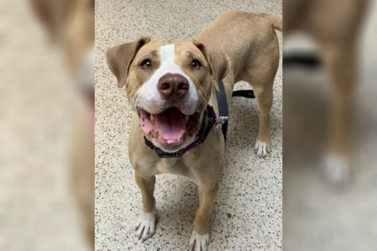 PSPCA Pet of the Week with Bennett: Nala PSPCA Pet of the Week with Bennett: Nala