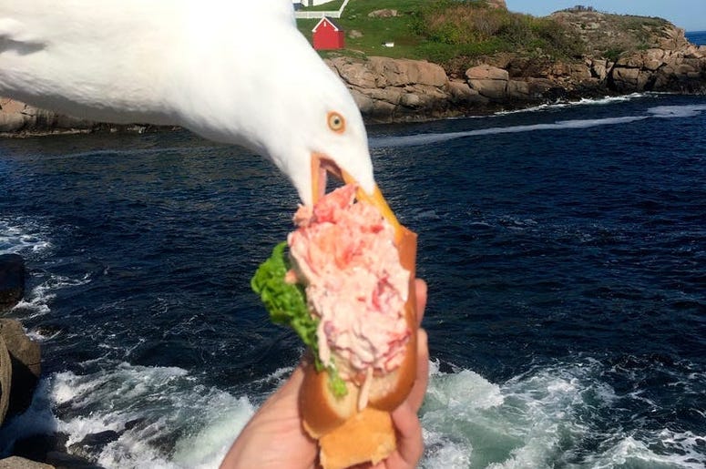 Seagull photobomb