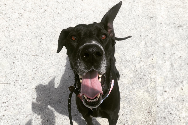 Meet Skittles, Bennett's PSPCA Pet of the Week