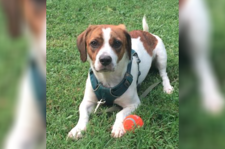 PSPCA Pet of the Week with Bennett: Buddy PSPCA Pet of the Week with Bennett: Buddy