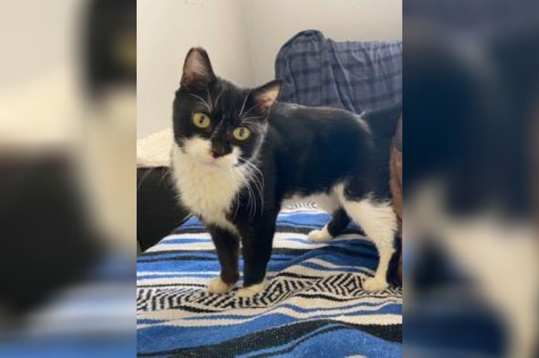 PSPCA Pet of the Week with Bennett: Dates PSPCA Pet of the Week with Bennett: Dates