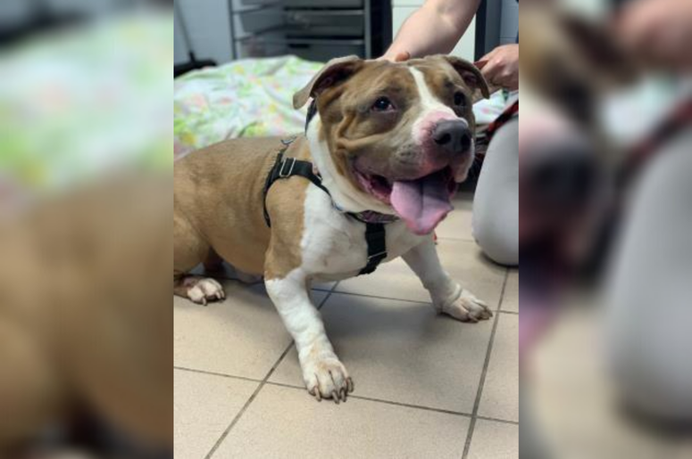 PSPCA Pet of the Week with Bennett: Dozer