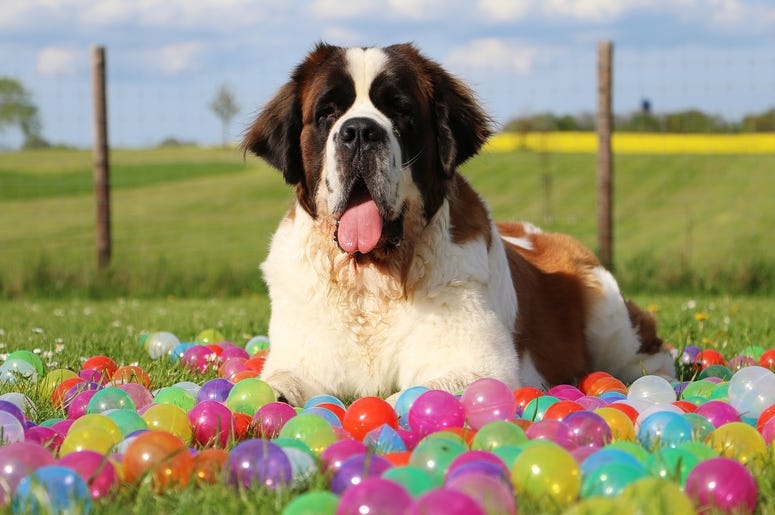 Coop and Casey - Mornings on 96.5 TDY Saint Bernard Dog
