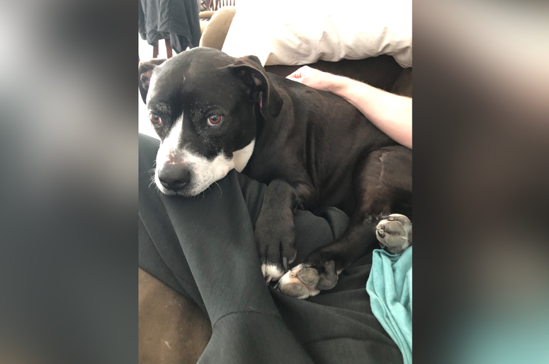PSPCA Pet of the Week with Bennett: Ginger