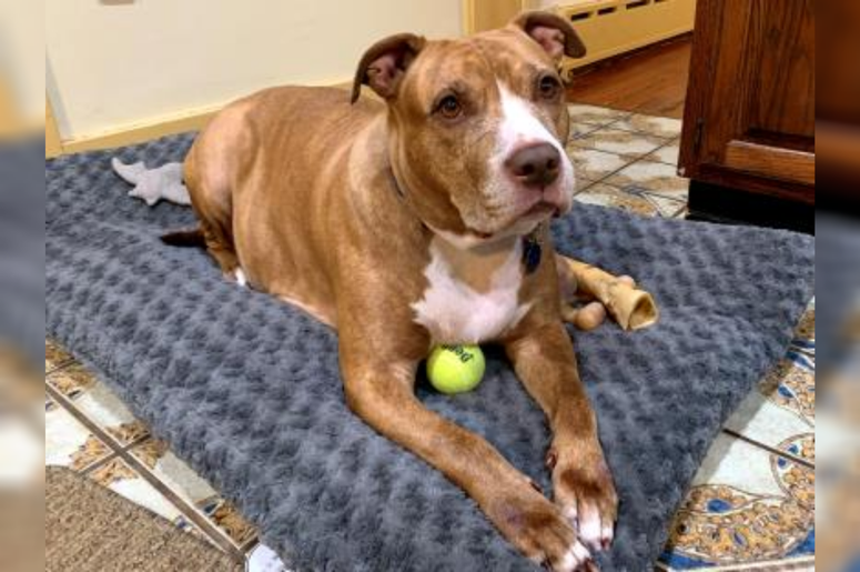 PSPCA Pet of the Week with Bennett: Haze PSPCA Pet of the Week with Bennett: Haze