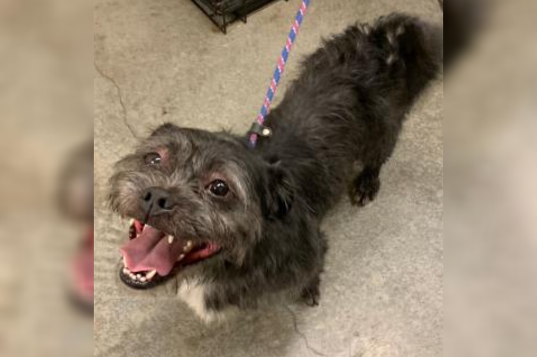 PSPCA Pet of the Week with Bennett: Howard PSPCA Pet of the Week with Bennett: Howard