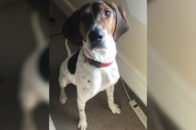 PSPCA Pet of the Week with Bennett: Journey PSPCA Pet of the Week with Bennett: Journey