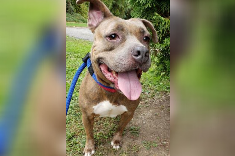 PSPCA Pet of the Week with Bennett: Juicy Fruit