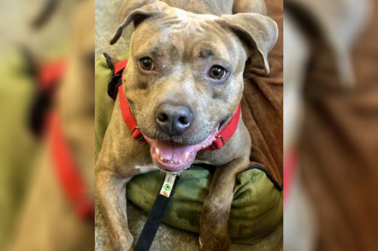 Juicy Fruit Pet of the Week