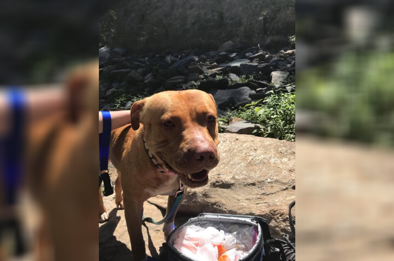 PSPCA Pet of the Week with Bennett: Lilo
