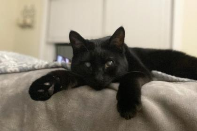 PSPCA Pet of the Week with Bennett: Lorenzo