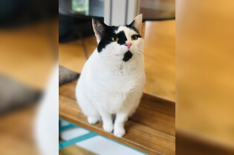 PSPCA Pet of the Week with Bennett: Patches