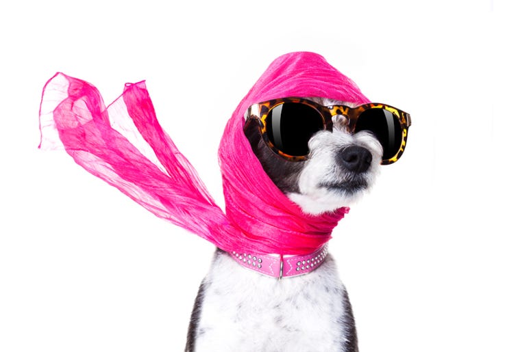 pet fashion