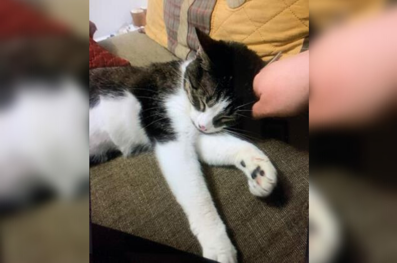 PSPCA Pet of the Week with Bennett: Ana