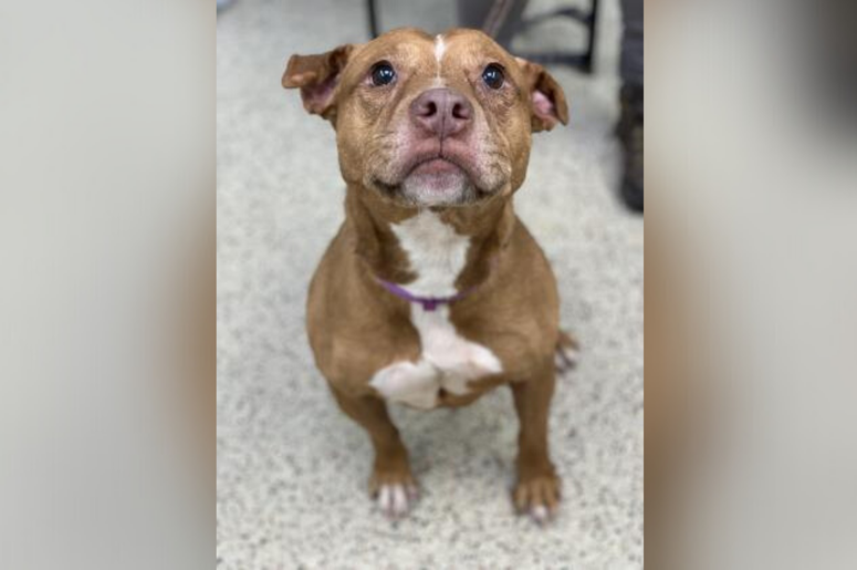 PSPCA Pet of the Week with Bennett: Roxy