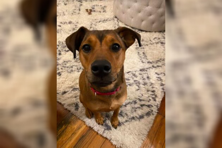 PSPCA Pet of the Week with Bennett: Wisteria
