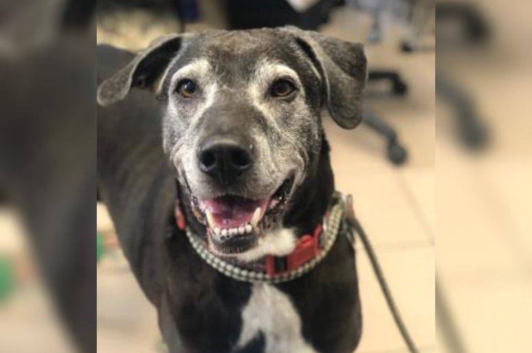 PSPCA Pet of the Week with Bennett: Solo PSPCA Pet of the Week with Bennett: Solo