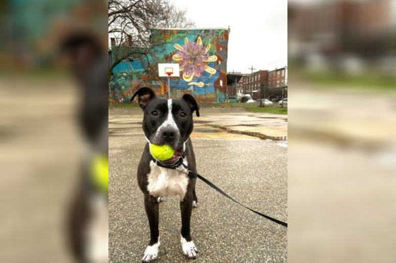 PSPCA Pet of the Week with Bennett: Sosa PSPCA Pet of the Week with Bennett: Sosa