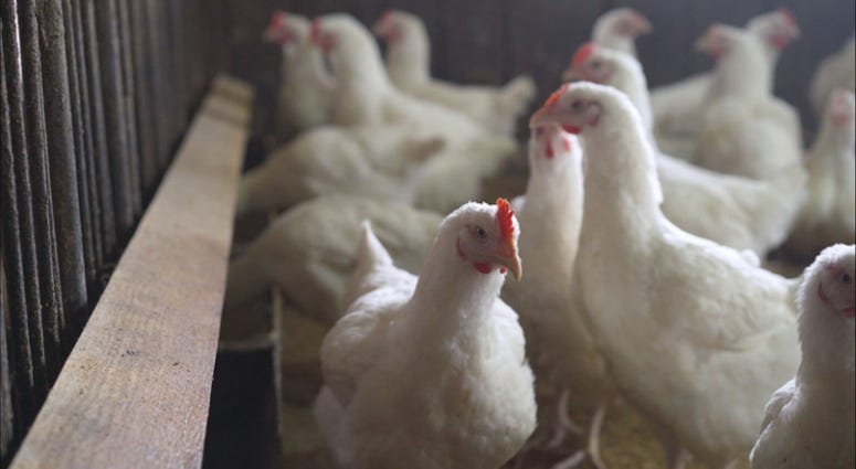 CHICKEN