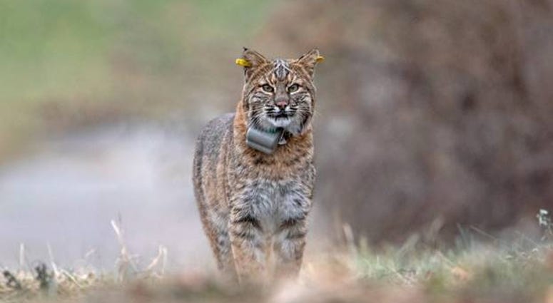 Bobcat with DEEP GPS collar and yellow ear tags.