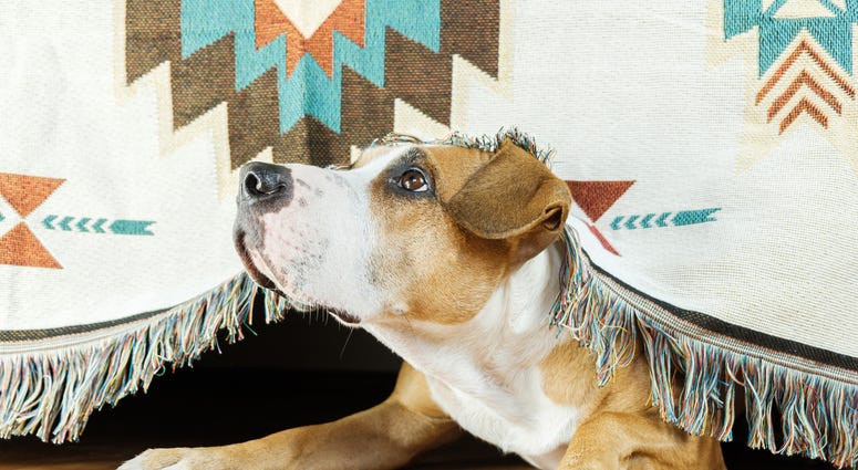 dog-scared-anxious-GettyImages-1182916475.jpg