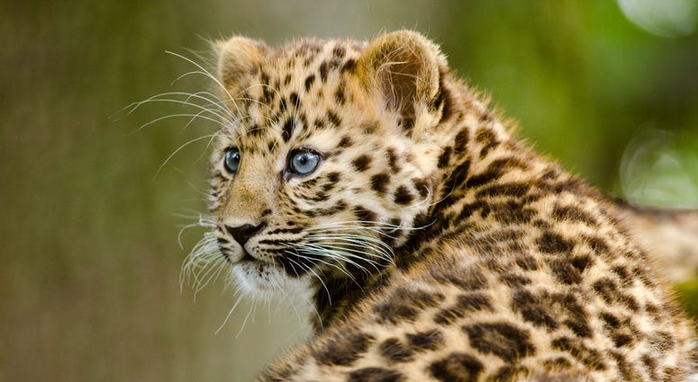 An amur leopard cub