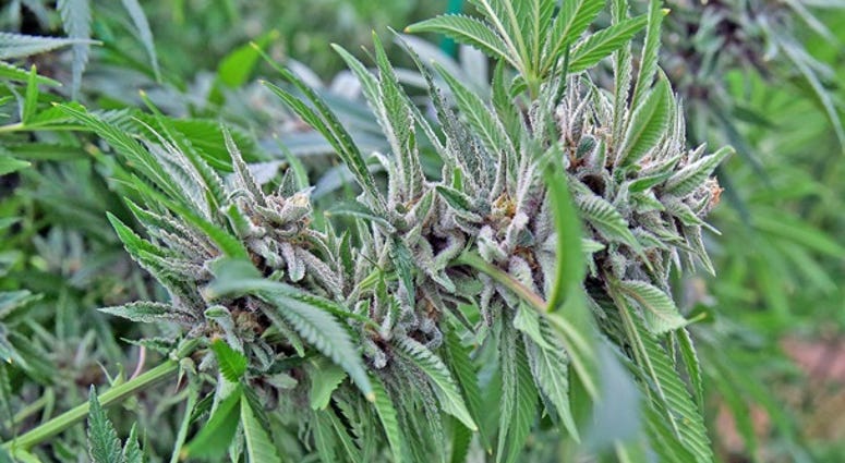 MARIJUANA
