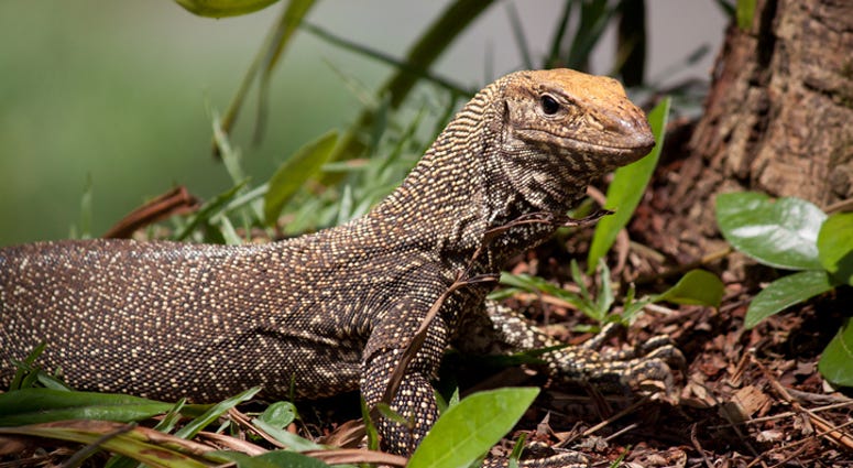 Monitor Lizard