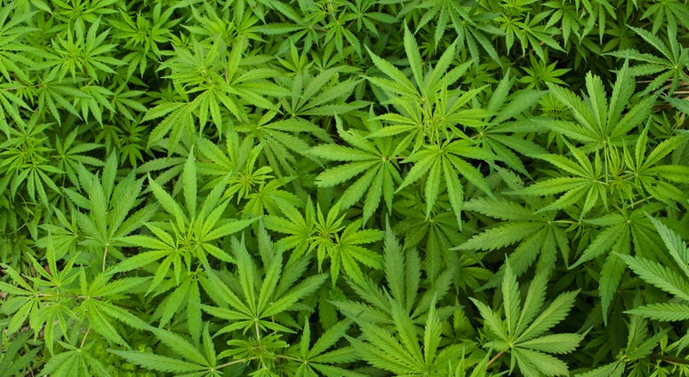 marijuana-plant-dreamstime_s_39200918.jpg marijuana-plant-dreamstime_s_39200918.jpg