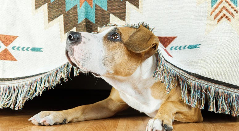 dog-scared-anxious-GettyImages-1182916475.jpg