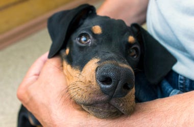 adoption dog