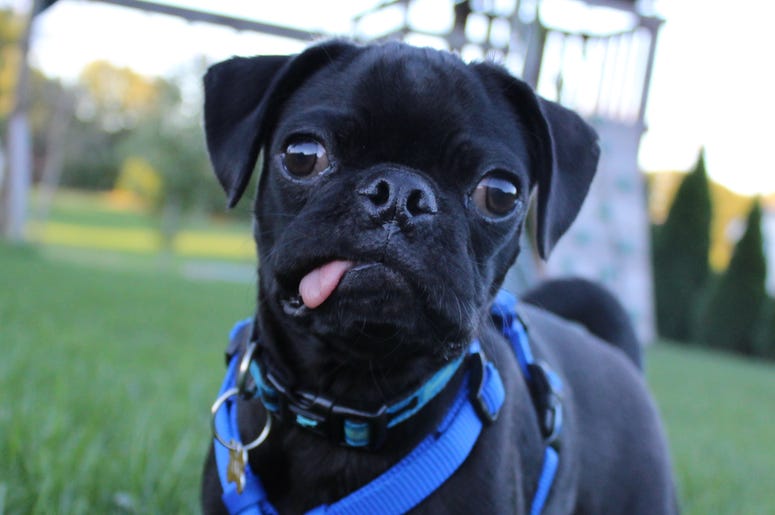 Christine Lee's Pug puppy, Tank strikes a pose! Christine Lee's Pug puppy, Tank.