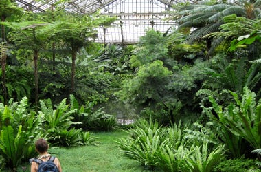 plants