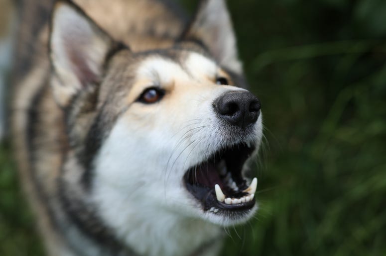 dog barking