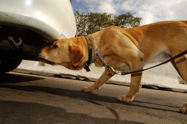 Drug Dog Drug Dog