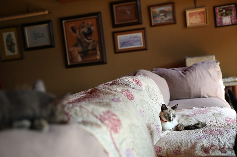 Cat On A Couch Cat On A Couch