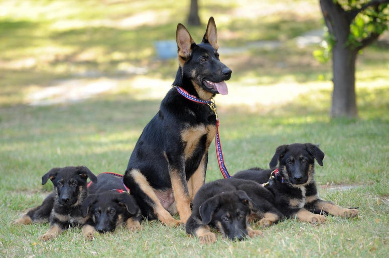Dogs Dogs