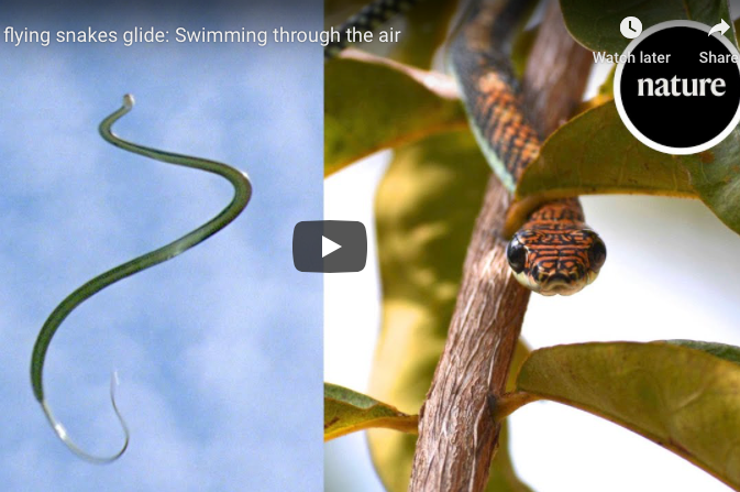 snakes