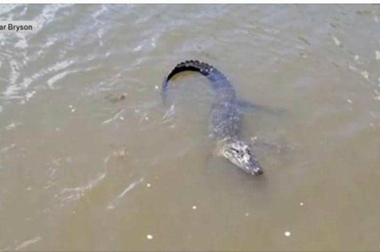 aligator