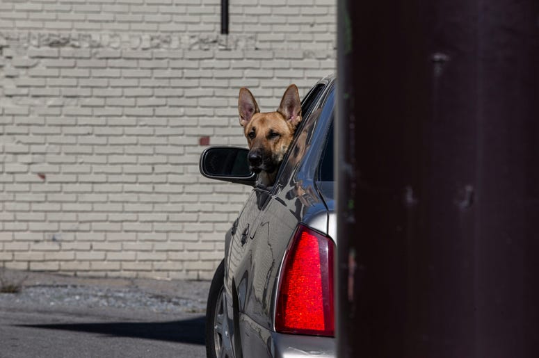 dog looking out of window of car
