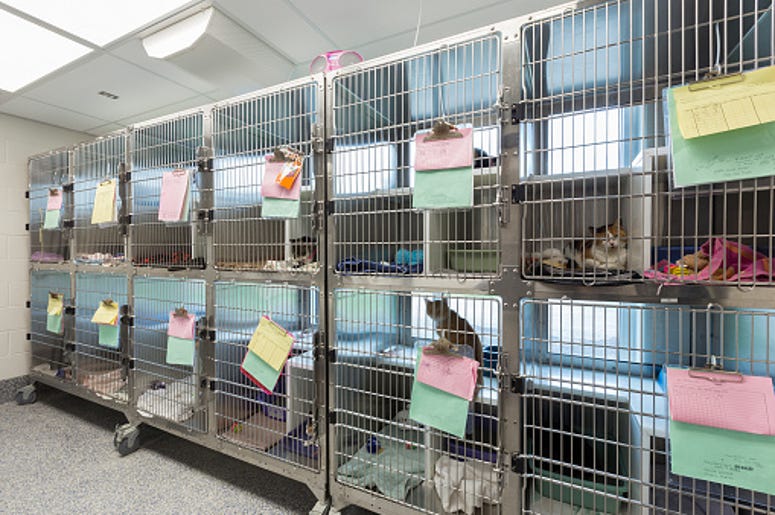 Animal Shelter, Dog, Home, Family, Hours