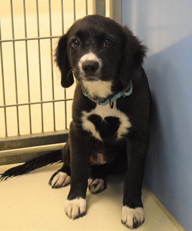 Good Vibes, Border Collie, Dog, Adopt, Animal Shelter