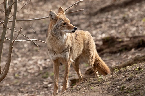 Coyote, Wildlife, Attacks, Chicagoland