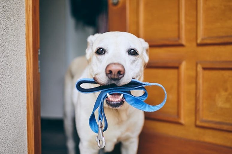 Dog, New Dog Breed, American Kennel Council