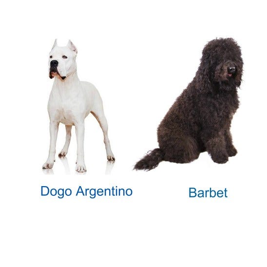 Dog, New Dog Breed, American Kennel Council