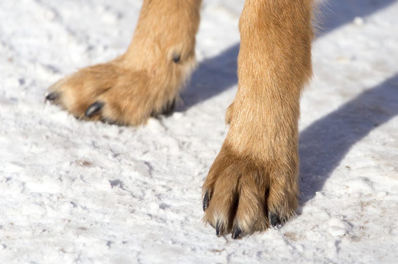 Paws In The Snow Paws In The Snow