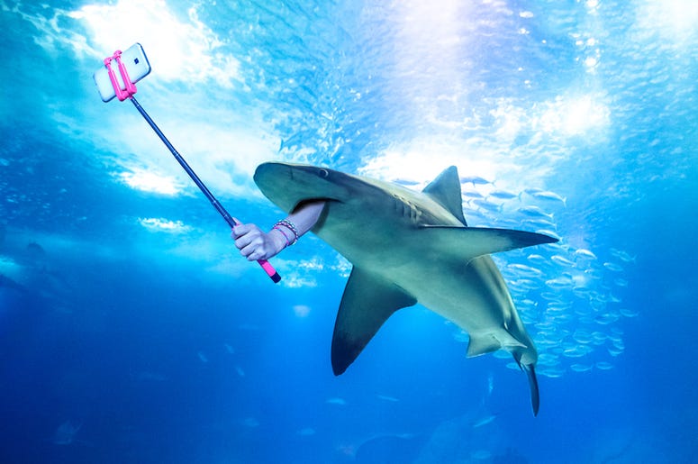 Shark Selfie Shark Selfie
