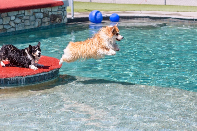 Corgis swimming Corgis swimming